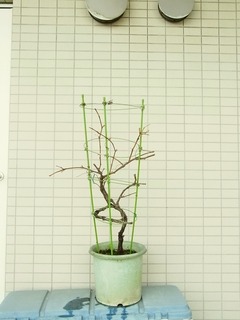 R0060238_�֥ɥ��ǥ饦�����������_20140406