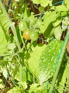 R0051903_ȥߥ˥ȥޥ_20120812