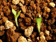 R0021372_�����꥿��ǥ�������ȯ��_20091010