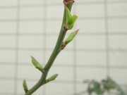 R0015639_ブルーベリーの葉芽_20090314
