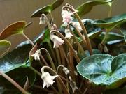 R0023900_��������Υĥܥ�_20100326