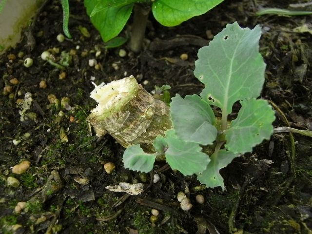 芽キャベツとブロッコリーの採種と切り戻し実験 Kochan S ベランダ菜園blog マンションガーデニング 家庭菜園 仙台グルメ キャンペーン情報等 芽キャベツとブロッコリーの採種と切り戻し実験 Kochan S ベランダ菜園blog マンションガーデニング 家庭菜園 仙台グルメ キャンペーン情報等