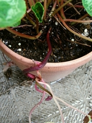 R0018332_��������Υ��ʡ���_20090613