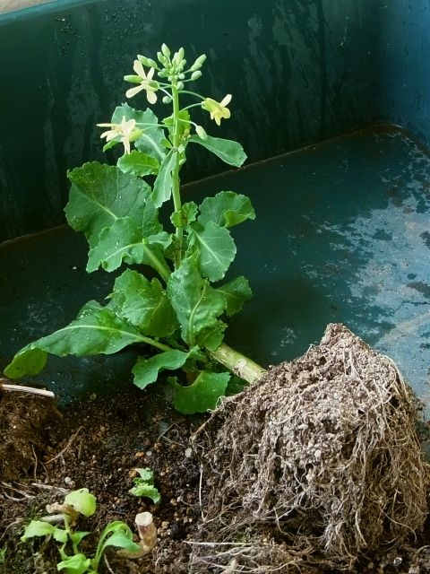 ど根性芽キャベツの花 Kochan S ベランダ菜園blog マンションガーデニング 家庭菜園 仙台グルメ キャンペーン情報等
