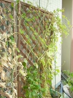 R0058251_ゴーヤ_20130923