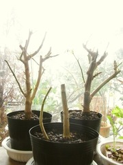 R0029310_�ſ���ɻҼ�����߳���_20101219