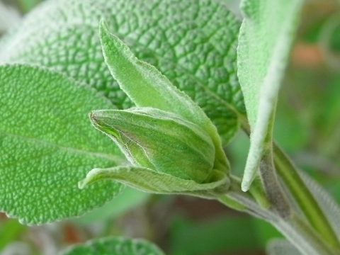 コモンセージのつぼみの天ぷら Kochan S ベランダ菜園blog マンションガーデニング 家庭菜園 仙台グルメ キャンペーン情報等