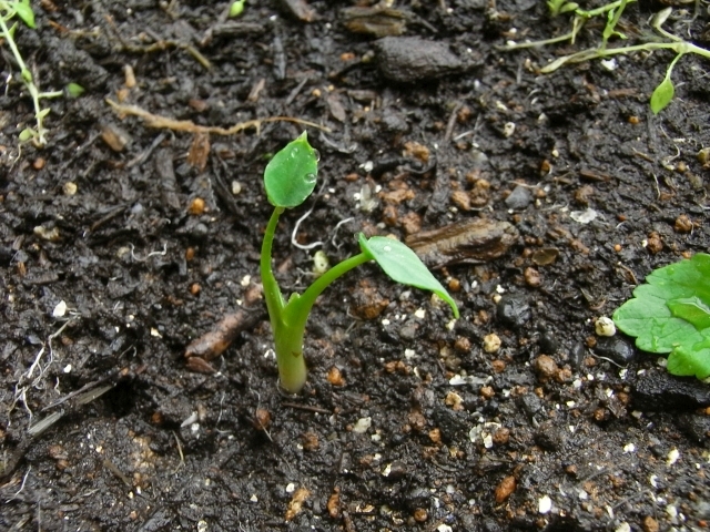 R0025954_里芋遅い発芽_20100626