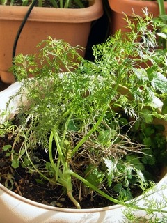 R0047458_ディル_20120104