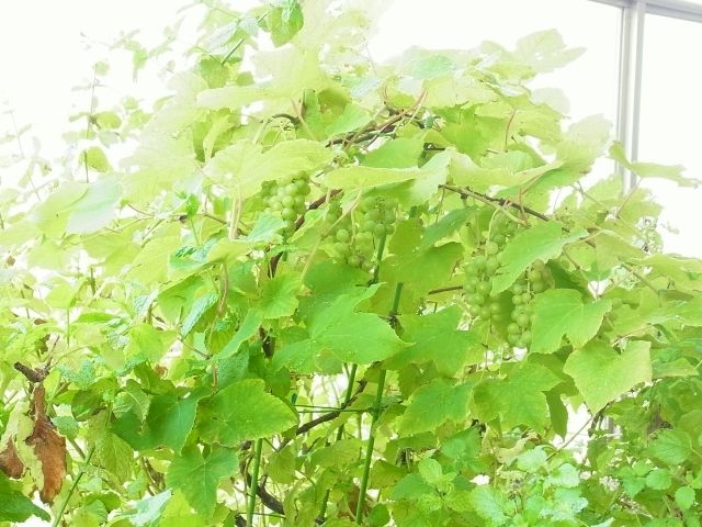 R0051482_ブドウデラウェア_20120728