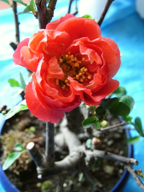 R0016169_ボケが完全に開花_20090402