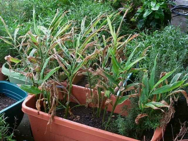 R0061650_茗荷_20140907