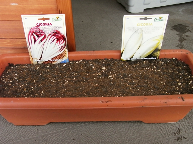 チコリの種蒔き Kochan S ベランダ菜園blog マンションガーデニング 家庭菜園 仙台グルメ キャンペーン情報等 チコリの種蒔き Kochan S ベランダ菜園blog マンションガーデニング 家庭菜園 仙台グルメ キャンペーン情報等