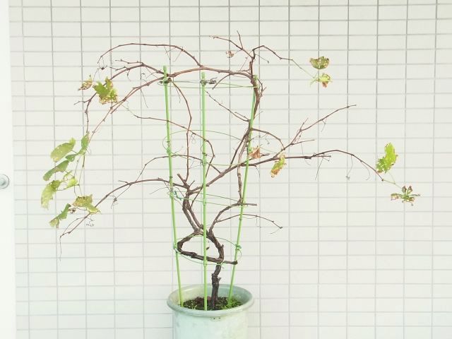 R0058479_ブドウデラウェア_20131014