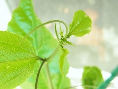 R0052788_��ѥå����ե롼�Ĥβֲ�_20120916