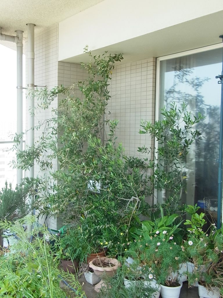 R0060949_オリーブ_20140601