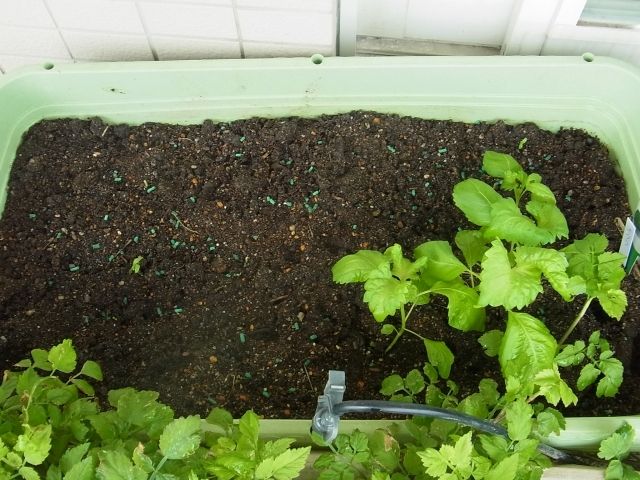 R0056438_オクラ_20130601