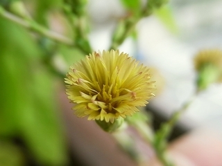 R0010861_ガーデンレタスミックスの花_縮れ赤葉タイプ