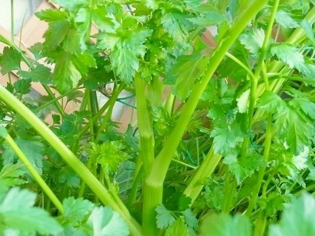 巨大化とう立ち イタリアンパセリたっぷりパスタ Kochan S ベランダ菜園blog マンションガーデニング 家庭菜園 仙台グルメ キャンペーン情報等