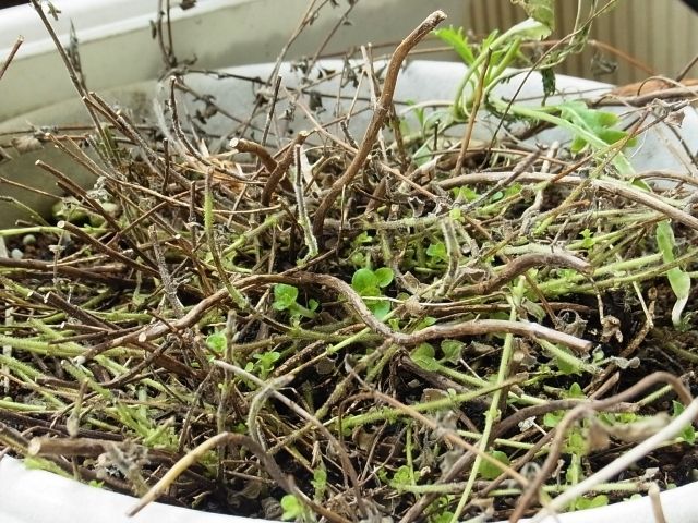 R0045500_オレガノ_20111002