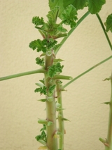 ���ȥ��ͥ饼��˥��� ��