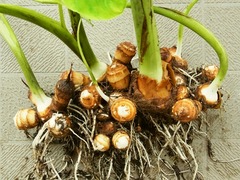 R0046106_Τ���1��ʬ����_20111030