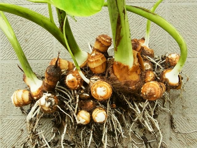 里芋 植え付け5ヶ月後 もうすぐ収穫です Kochan S ベランダ菜園blog マンションガーデニング 家庭菜園 仙台グルメ キャンペーン情報等 里芋 植え付け5ヶ月後 もうすぐ収穫です Kochan S ベランダ菜園blog マンションガーデニング 家庭菜園 仙台グルメ キャンペーン情報等