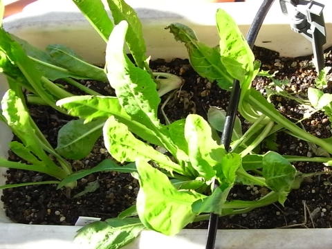 ベランダ菜園で春の七草 : Kochanu0027s ベランダ菜園BLOG - マンション 