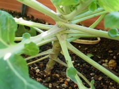 R0054127_�ꥭ��٥�_20121209