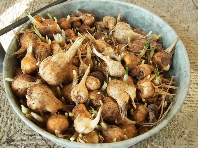 サフランの開花 Kochan S ベランダ菜園blog マンションガーデニング 家庭菜園 仙台グルメ キャンペーン情報等