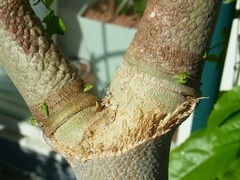 R0052795_�ѥѥ���_20120916