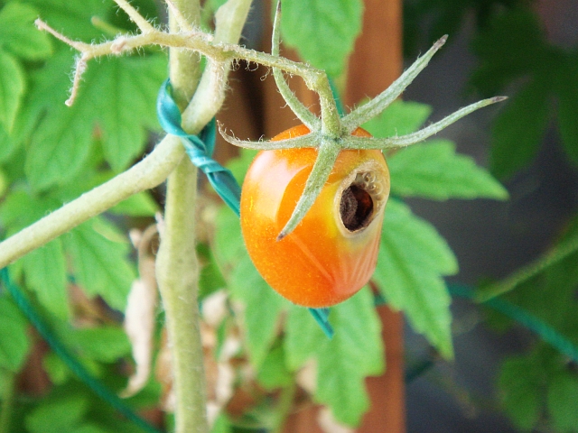 花や実を食い散らかしてるのは誰だ タバコガ Kochan S ベランダ菜園blog マンションガーデニング 家庭菜園 仙台グルメ キャンペーン情報等 花や実を食い散らかしてるのは誰だ タバコガ Kochan S ベランダ菜園blog マンションガーデニング 家庭菜園 仙台グルメ キャンペーン情報等