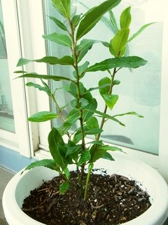 R0053384_��˼��ĤҤ��Ф�������_20121008