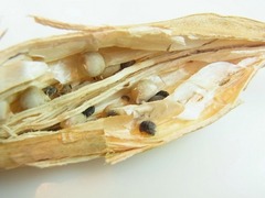 R0056104_白オクラの採種_20130518