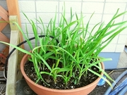 R0016293_�ե˥�˥������դ�7���ָ�_20090407