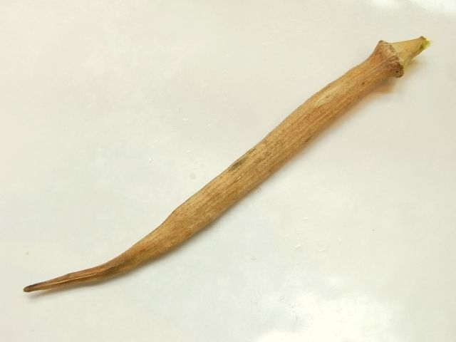 R0029307_丸オクラの熟した実を収穫_20101219