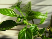 R0021433_�������ɻҤΥĥܥ�_20091011