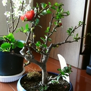 R0016100_ボケ開花_20090330