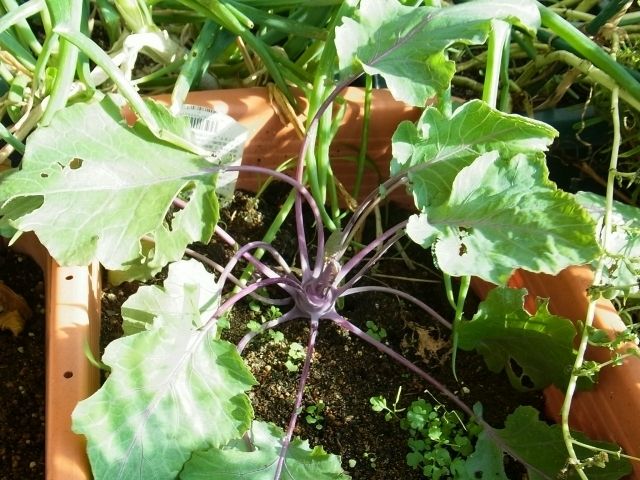 R0051878_���ܤ�拾������_20120812