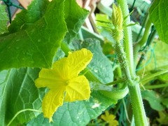 R0042992_���奦��_20110611