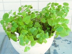 R0046462_���ܤ�糧��_20111120