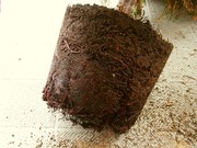 R0027746_�˥����ҥк��ͤޤ꤫_20100923