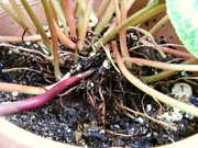 R0018331_��������κ���_20090613