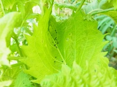 R0057640_�����˳���㥯�ȥ�ॷ��ʵ_20130811