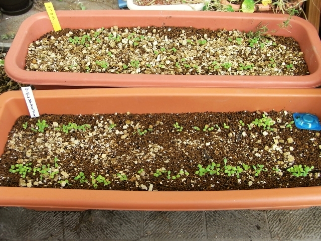 秋 ルッコラとガーデンレタスミックスの発芽 Kochan S ベランダ菜園blog マンションガーデニング 家庭菜園 仙台グルメ キャンペーン情報等 秋 ルッコラとガーデンレタスミックスの発芽 Kochan S ベランダ菜園blog マンションガーデニング 家庭菜園 仙台グルメ キャンペーン情報等