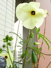 R0021242_花オクラの再開花_20091002