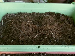 R0050298_ソラマメの根を緑肥に_20120603