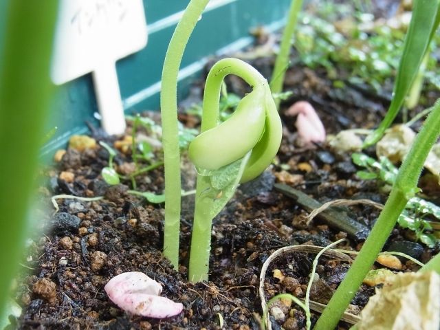 R0044263_モロッコインゲン夏種蒔き発芽_20110730
