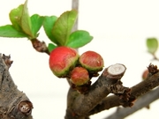 R0015665_ボケのツボミ_20090314