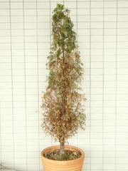 R0027750_�˥����ҥп����ؤ������������_20100923